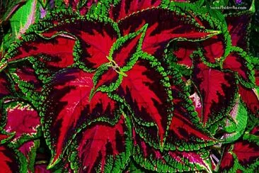 Foto jigsaw puzzle