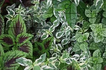 Foto jigsaw puzzle