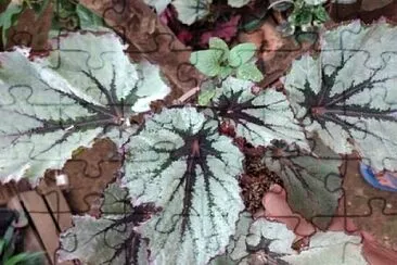 Foto jigsaw puzzle