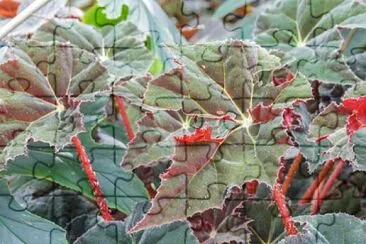Foto jigsaw puzzle