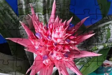 FLOWERS jigsaw puzzle
