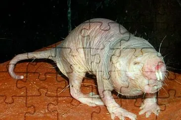 Foto jigsaw puzzle