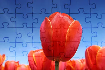 Rosa jigsaw puzzle