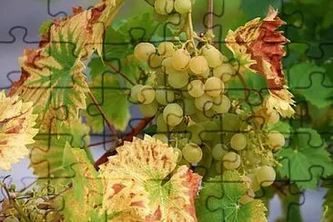 Foto jigsaw puzzle