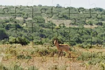 Foto jigsaw puzzle