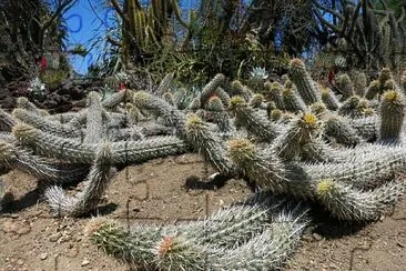 captus reptante