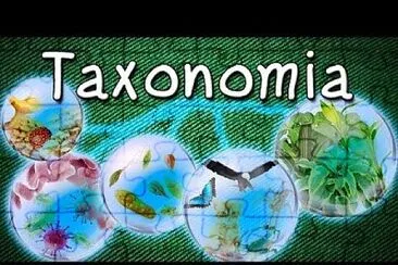 Taxonomia