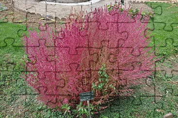 jardim