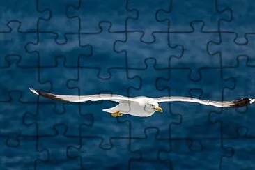 Toy jigsaw puzzle