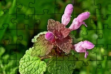Toy jigsaw puzzle