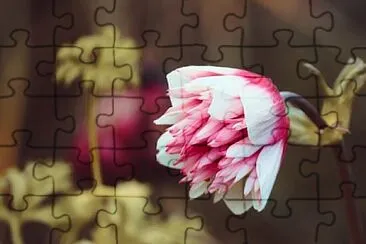 Toy jigsaw puzzle