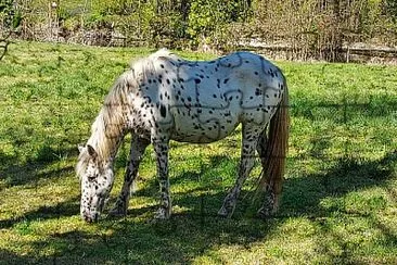 Cheval tacheté jigsaw puzzle
