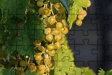 Toy jigsaw puzzle