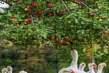 animal jigsaw puzzle