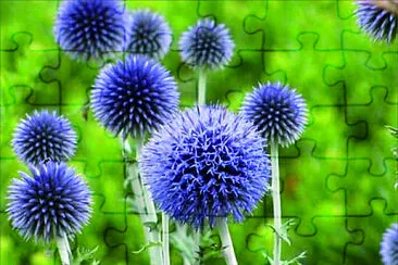 花賞 jigsaw puzzle