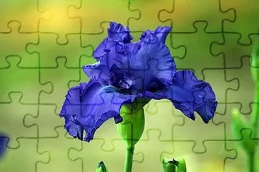Foto jigsaw puzzle