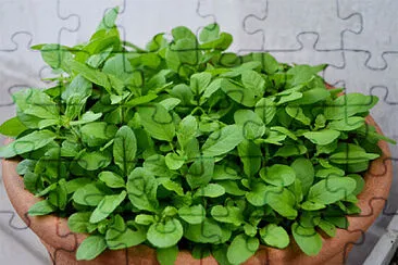 Foto jigsaw puzzle