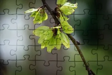 Toy jigsaw puzzle