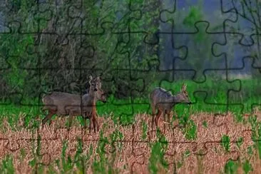 Toy jigsaw puzzle