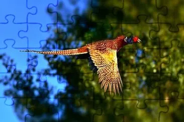 Toy jigsaw puzzle