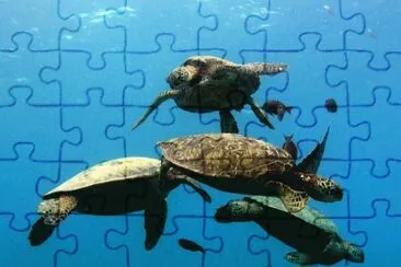  jigsaw puzzle