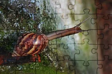 Toy jigsaw puzzle