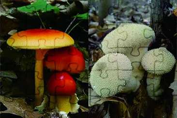 菇類 jigsaw puzzle
