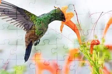 Toy jigsaw puzzle