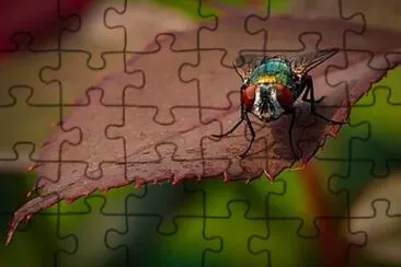 Foto jigsaw puzzle
