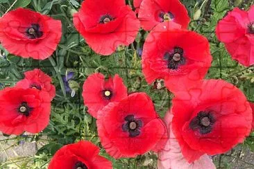Red Poppies