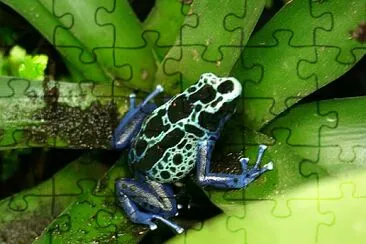 Dyeing dart frog