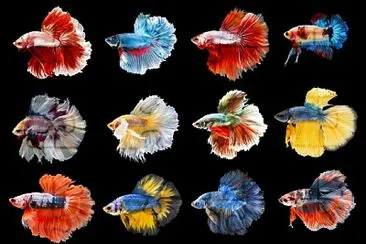 colorful betta fish jigsaw puzzle