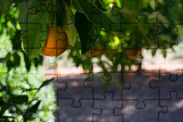 narajo jigsaw puzzle