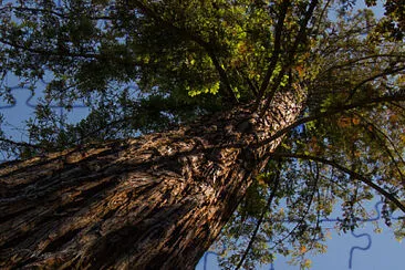 árbol jigsaw puzzle