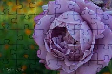 rosa malva jigsaw puzzle