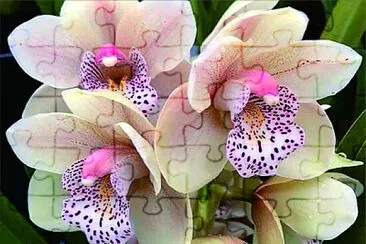 花漾 jigsaw puzzle