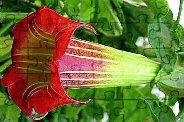 Foto jigsaw puzzle