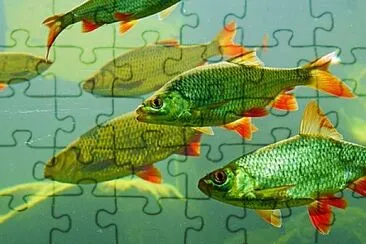Foto jigsaw puzzle