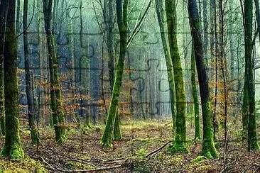 Nature jigsaw puzzle