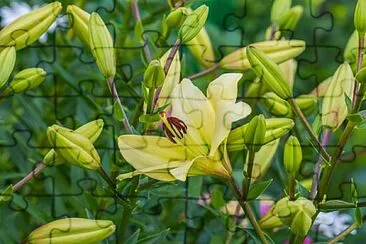 Foto jigsaw puzzle
