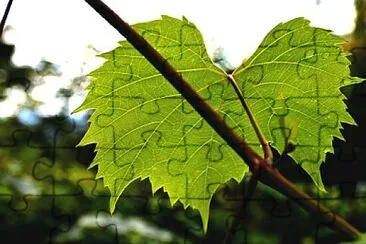 Foto jigsaw puzzle