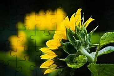 Foto jigsaw puzzle
