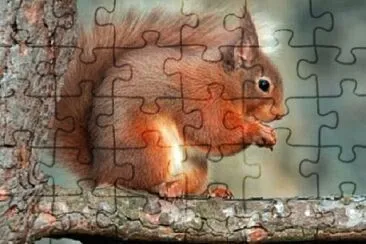 Foto jigsaw puzzle