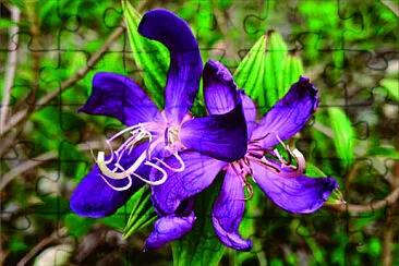 花漾
