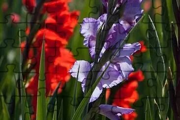 Foto jigsaw puzzle