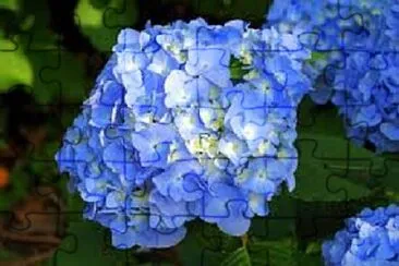 Foto jigsaw puzzle