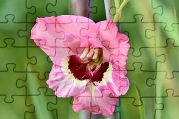 Foto jigsaw puzzle