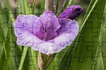 Foto jigsaw puzzle