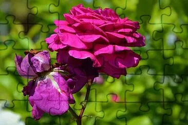 Foto jigsaw puzzle
