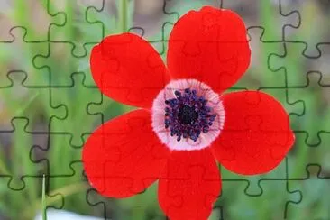 Foto jigsaw puzzle